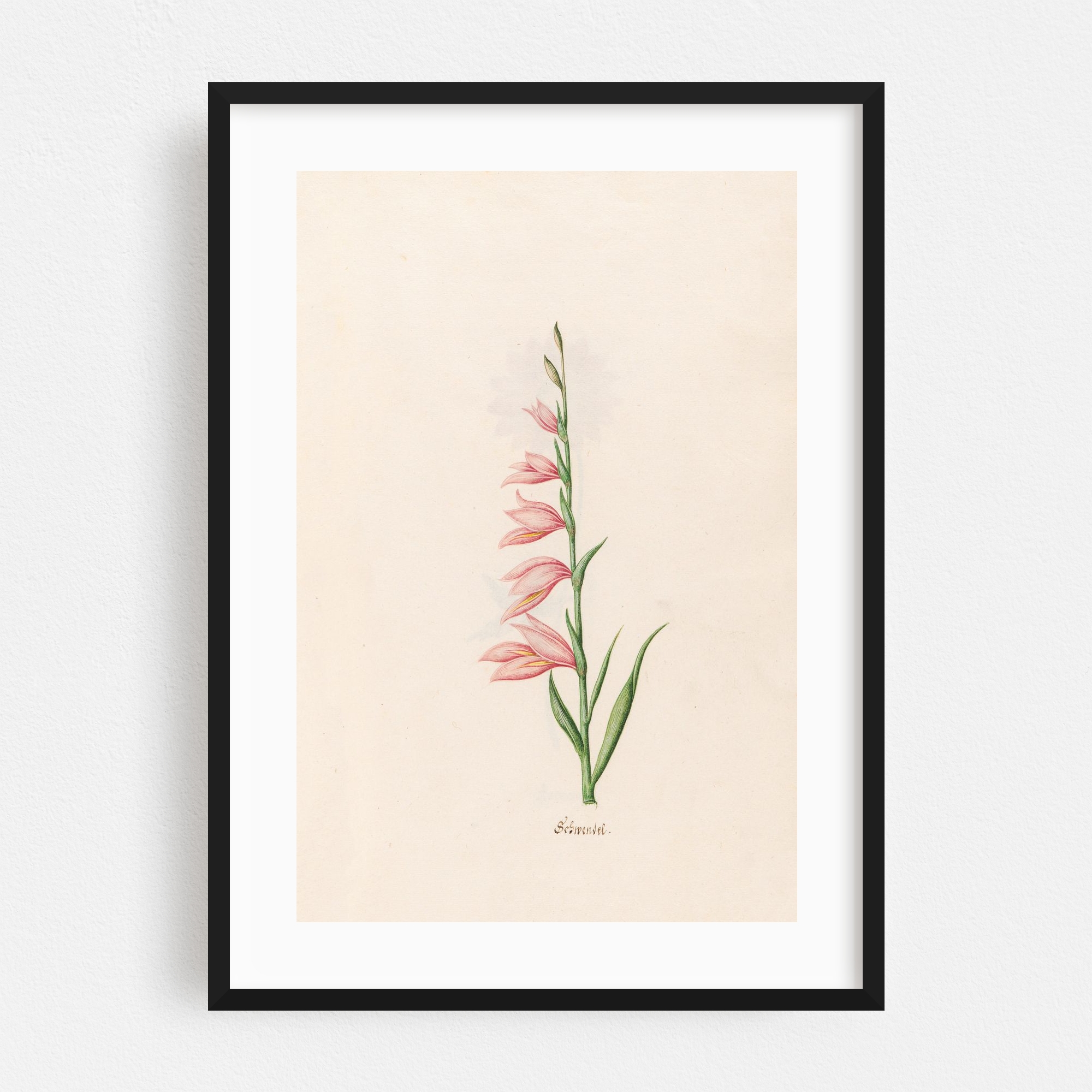 "Schwendel (1692)" Floral & Botanical Framed Wall Art Print and other Wholesale schlusselring for your store trending on Faire.